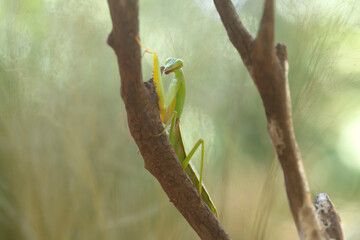 Praying Mantis with Beautiful Pose