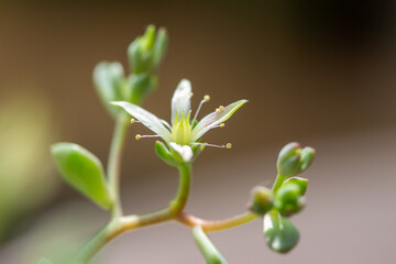 Macro abstract view of a tiny flower blossom on a graptoveria succulent houseplant with defocused background