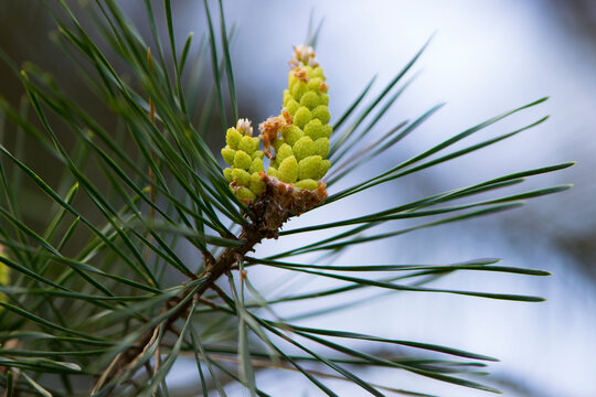 pinus resinosa. young tender cones on a pine branch in the forest. Closeup of Red Pine, Pinus resinosa, Male Pollen Cone, Pinecone, in Early Spring. natural background, medicinal, fragrant needles