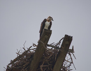 Australian wildlife birds osprey 