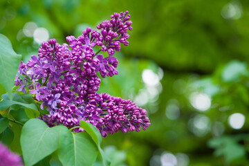 Obraz premium Lilac blossom flowers spring view. Spring lilac flowers. Lilac blooms. A beautiful bunch of lilac. floral spring background. delicate fragrant flowers, in the garden or park. close-up