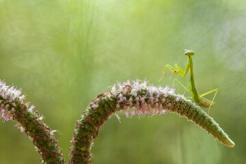Praying Mantis with Beautiful Pose