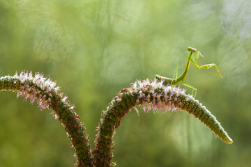 Praying Mantis with Beautiful Pose