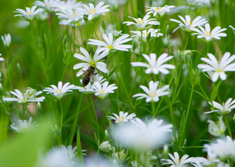 the bee is sitting on Stellaria holostea. delicate forest flowers of the chickweed, Echte Sternmiere. floral background. white flowers on a natural green background. close-up insect, honey bee