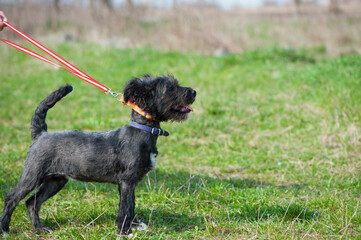 black Dog. small black puppy, on a leash. beautiful dog, grooming and walking pets. concepts of friendship, training, veterinary medicine. domestic animal. the puppy is standing with its tongue out