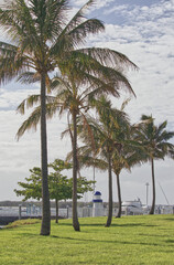 Gold coast harbor light house palm trees 
