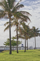 Gold coast harbor light house palm trees 