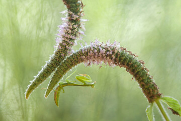 Praying Mantis with Beautiful Pose
