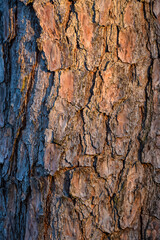 bark of a tree