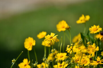 field of dandelions
