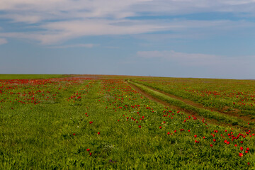 Fototapeta na wymiar Steppe dirt road through a field of blooming wild tulips in Kalmykia