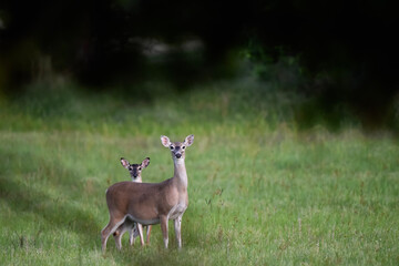 white deer