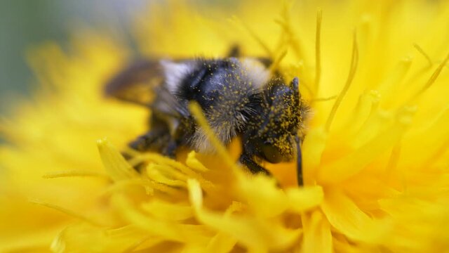 Honeybee Feeding Nectar And Pollen Of Dandelion Flower. - close up