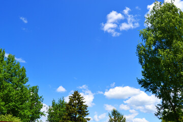 Bright blue sky with clouds next to the trees.