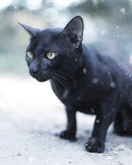 Black Cat in Snow 
