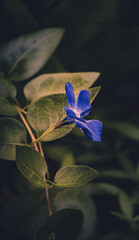 Trauerfeier Bokeh Tagblumen. Wunderschöne blaue Pflanze und Blume im Fokus im Garten als...