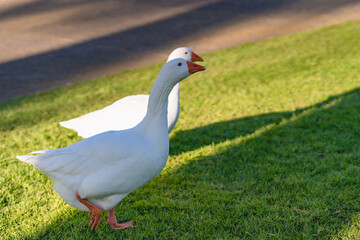 Naklejka na ściany i meble White geese walking on a green grass
