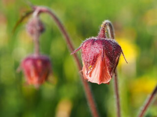 Water avens flower close up. Natural meadow plants. Beautiful summer day

