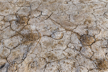 Manych lake shore. Dry cracked land covered with salt