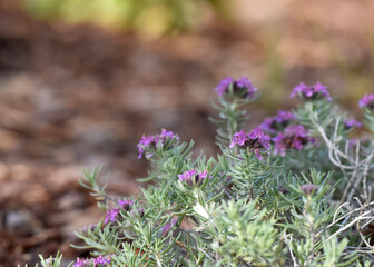 close  up of purple flowers