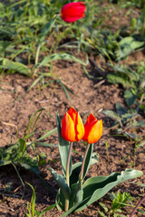 A yellow-red wild tulips growing in green grass in Kalmykia