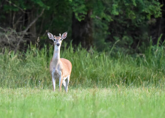 young white tailed deer buck in the grass