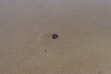 Stone on wet beach sand.
