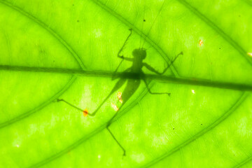 Story of Animal Insect in Wildlife