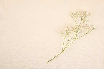 Delicate branch of gypsophila on a beige background. Flat lay, place for text.