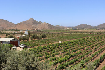 vineyard landscape