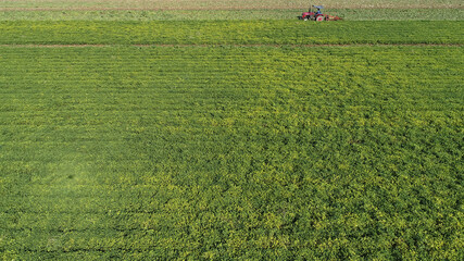 Farmers use machinery to harvest peanuts in the fields