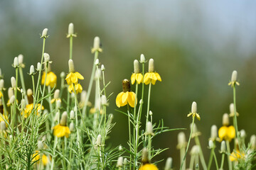 black eyes susans in spring