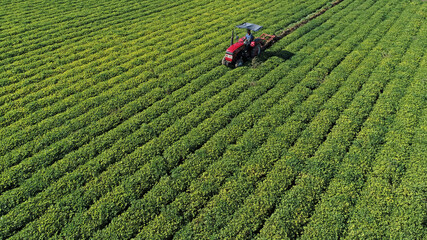 Farmers use machinery to harvest peanuts in the fields