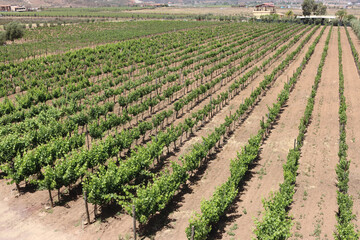 vineyard landscape