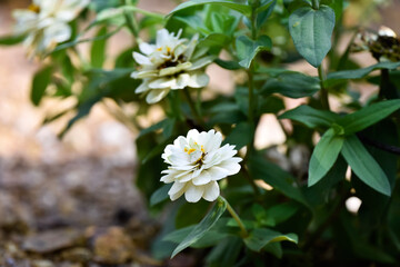 white flowers in the garden