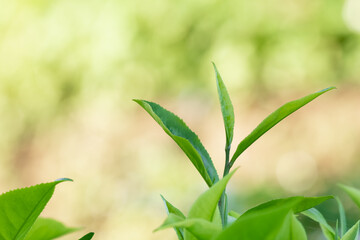 Fototapeta na wymiar Close-up fresh tea leaves in plantation