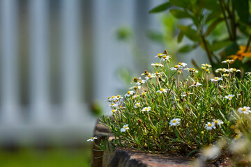 spring in the garden black daisys