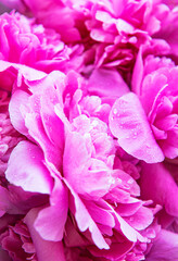 Pink peonies with drops