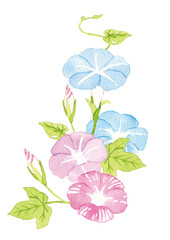 水彩　朝顔　イラスト