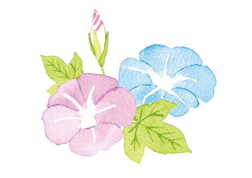 63 Best 朝顔柄 Images Stock Photos Vectors Adobe Stock
