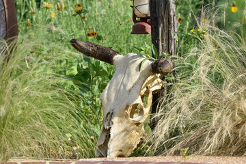 cow skull mexican grass 
