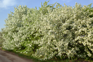apple tree, for creating background and texture
