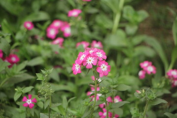 pink flowers in the garden