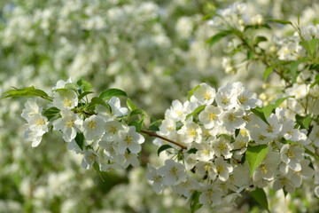 apple tree, for creating background and texture
