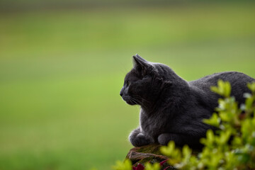Naklejka na ściany i meble dark grey cat on rock soft green background
