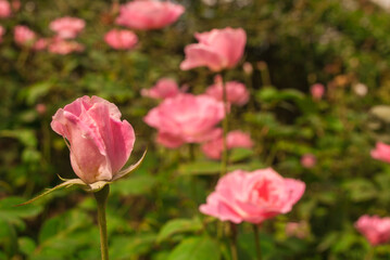 pink roses .