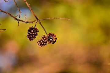 autumn in the forest texture background soft golden with pine cones