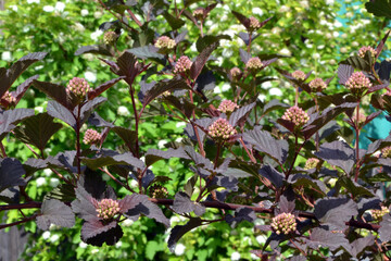 Physocarpus for creating background and texture
