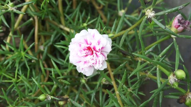 Ipomoea aquatica (water spinach, river spinach, water morning glory, water convolvulus, Chinese spinach, Chinese watercress, Chinese convolvulus, swamp cabbage, kangkong ong choy) on the nature.
