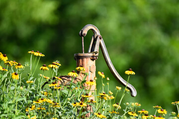 watering can and pump with flowers black eyed susans
